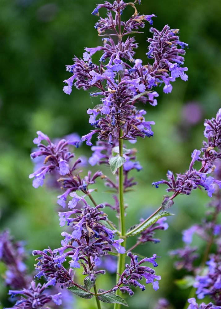 Image of Nepeta grandiflora specimen.