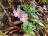 Primula vulgaris. Цветки. Краснодарский край, городской округ Сочи, Хостинский р-н, Мацестинский лесопарк, широколиственный лес. 01.02.2024.