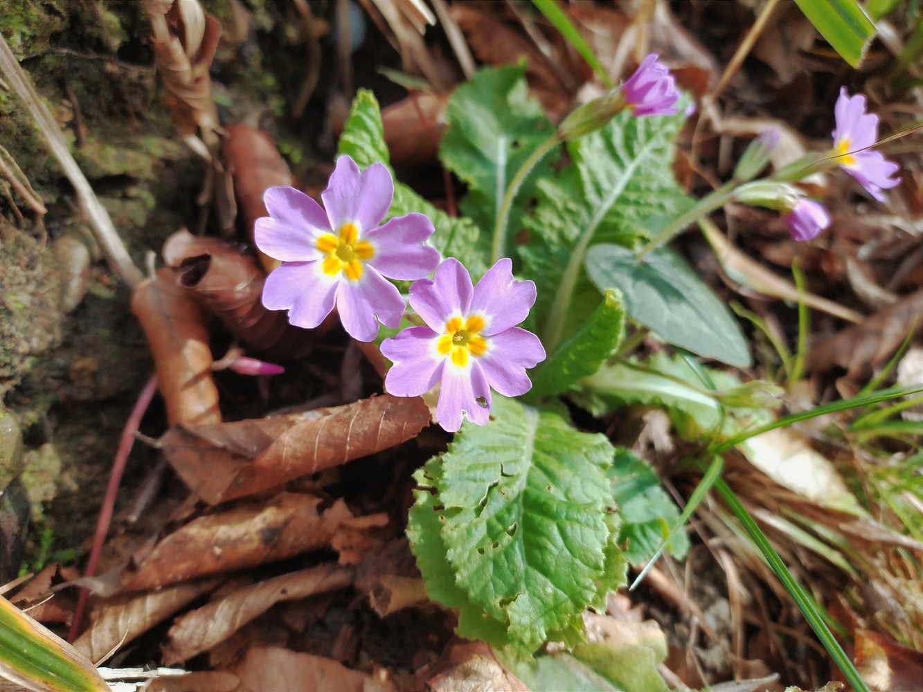 Image of Primula vulgaris specimen.