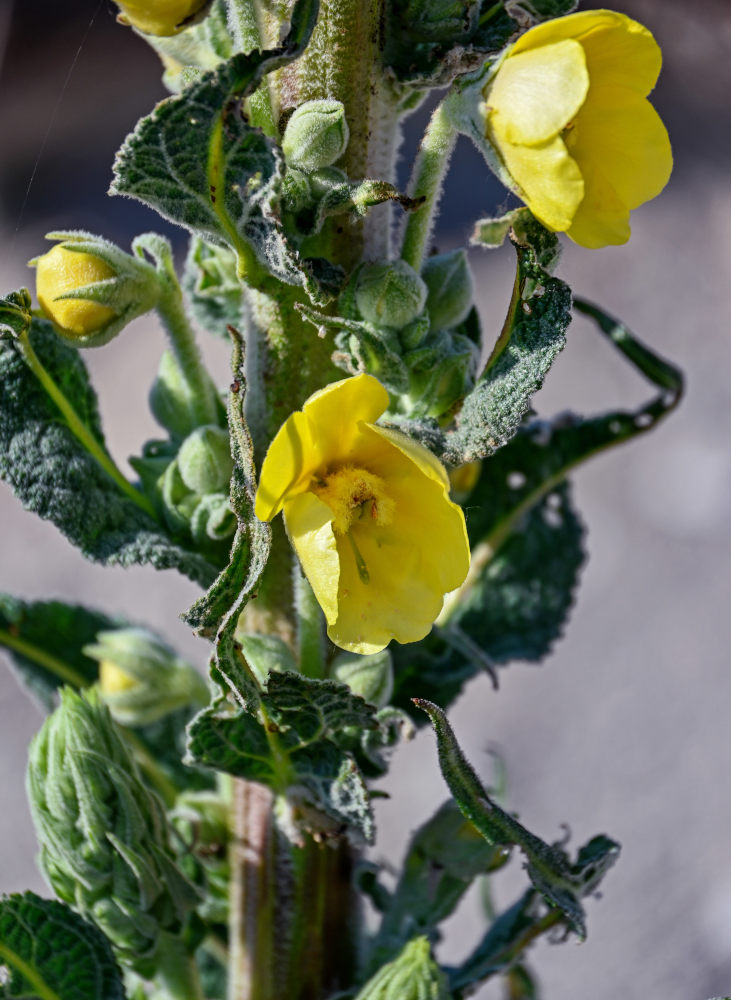 Изображение особи род Verbascum.