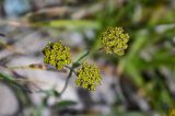 Bupleurum densiflorum. Соцветия. Киргизия, Ошская обл., Памир, Заалайский хр., долина р. Ачик-Таш, ≈ 3600 м н.у.м., каменистый участок альпийского луга. 08.07.2022.