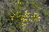 Potentilla tanacetifolia. Цветущее растение. Бурятия, Кижингинский р-н, с. Кижинга. 17.08.2013.