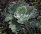 Salvia aethiopis