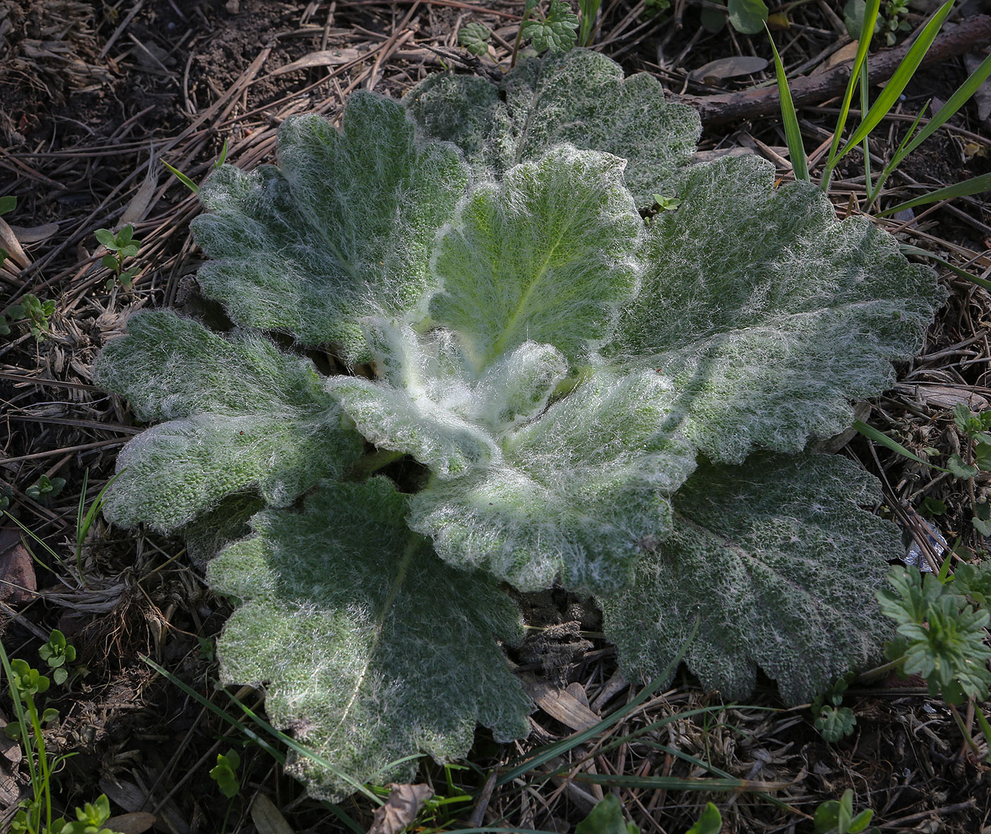 Изображение особи Salvia aethiopis.