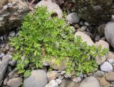 familia Asteraceae. Вегетирующее растение. Абхазия, Гудаутский р-н, Мюссерский лесной массив, русло р. Риапши, обезвоженный участок реки. 12.04.2024.