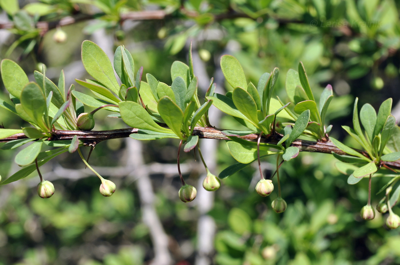 Изображение особи Berberis thunbergii.