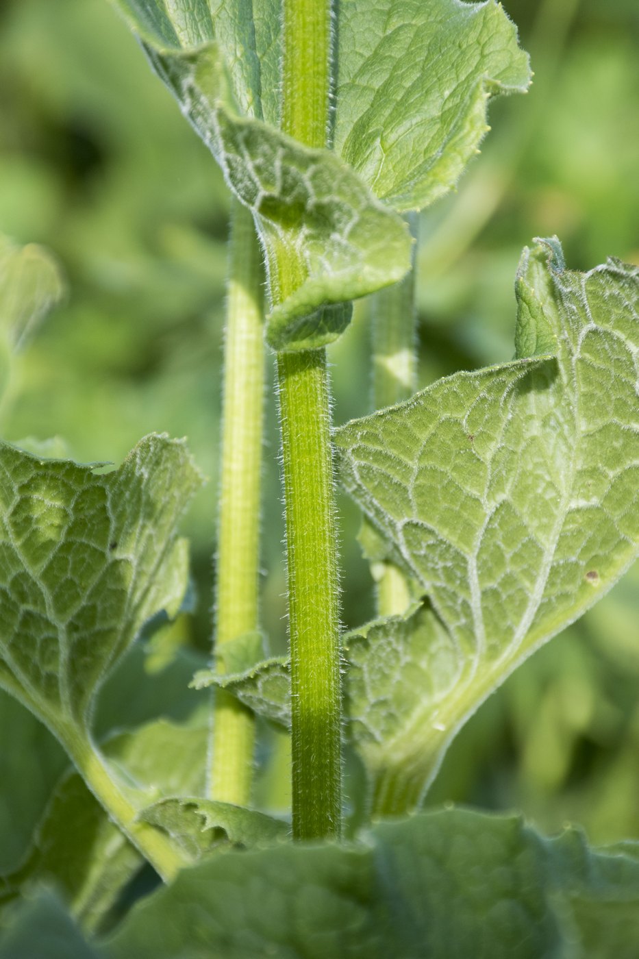 Image of Doronicum macrophyllum specimen.