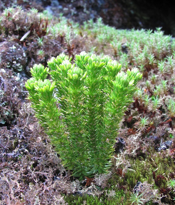 Image of Huperzia appressa specimen.