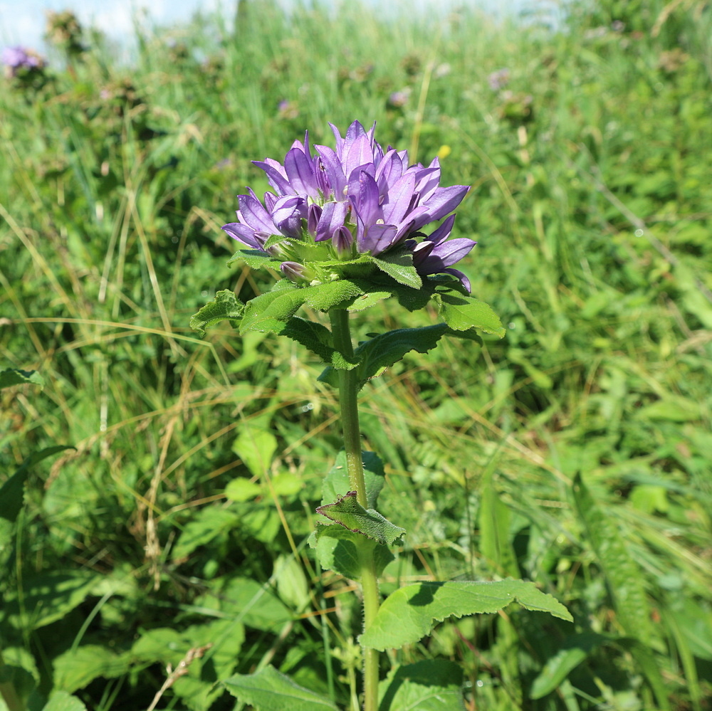 Image of Campanula maleevii specimen.