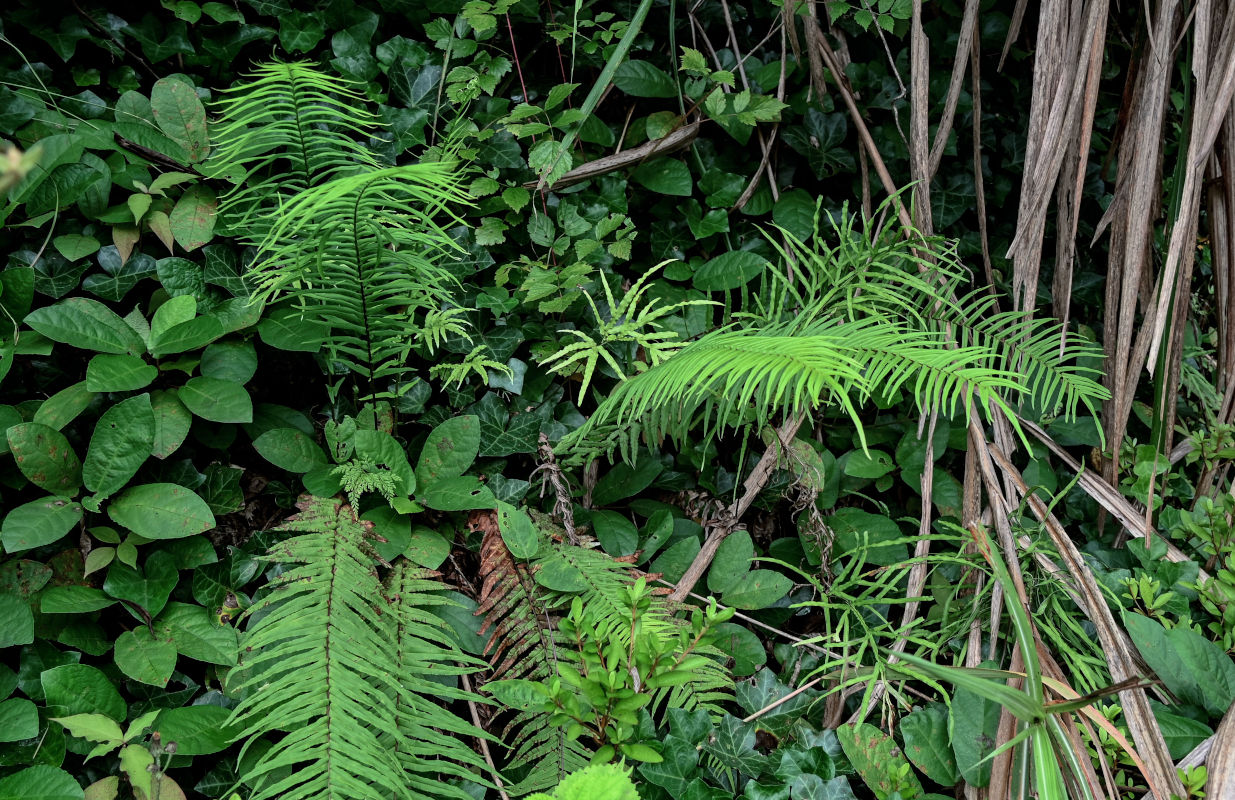 Image of Pteris vittata specimen.
