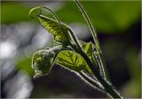 Cucurbita pepo