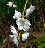 Persica vulgaris. Цветущая ветвь (махровый белоцветковый культивар). Крым, Южный Берег, Никитский ботанический сад, в культуре. 06.04.2024.