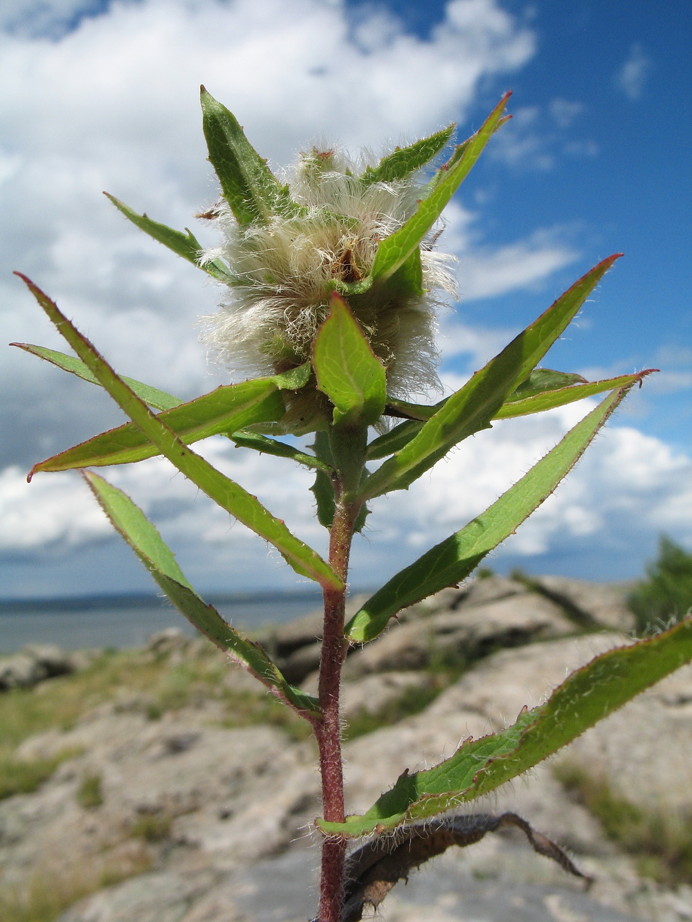 Image of familia Asteraceae specimen.