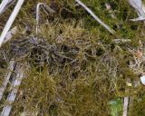 Amblystegium serpens