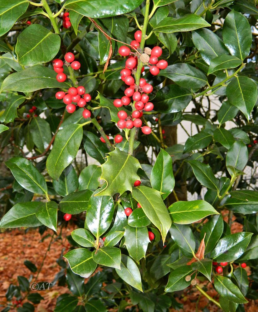 Изображение особи Ilex aquifolium.