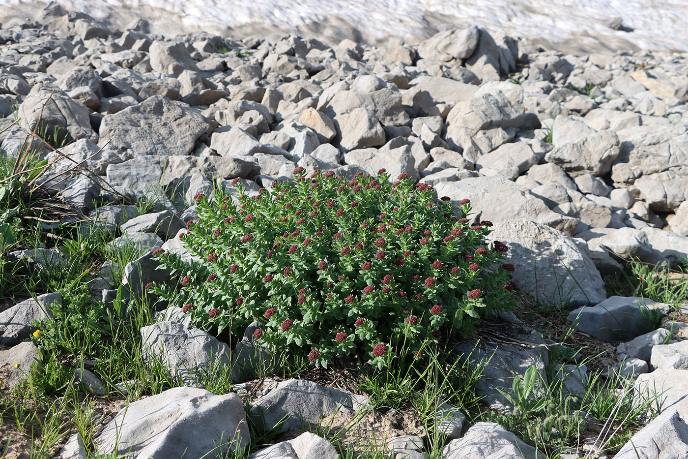 Image of Rhodiola heterodonta specimen.