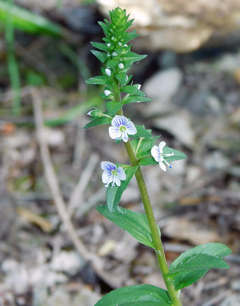 Image of Veronica serpyllifolia specimen.