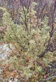 Juniperus sibirica