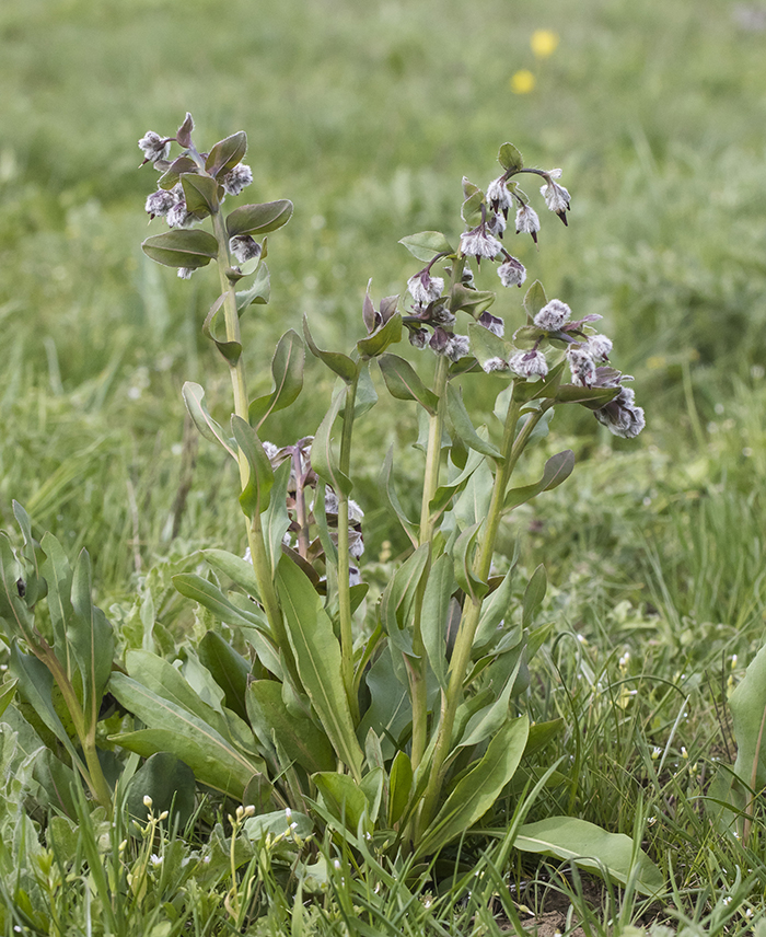 Image of Rindera tetraspis specimen.