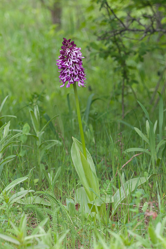 Image of Orchis purpurea ssp. caucasica specimen.