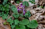 Corydalis caucasica. Цветущее растение (рядом видны округлые листья другого растения). Краснодарский край, Сочи, Хостинский р-н, гора Ахун, широколиственный лес. 14.03.2025.