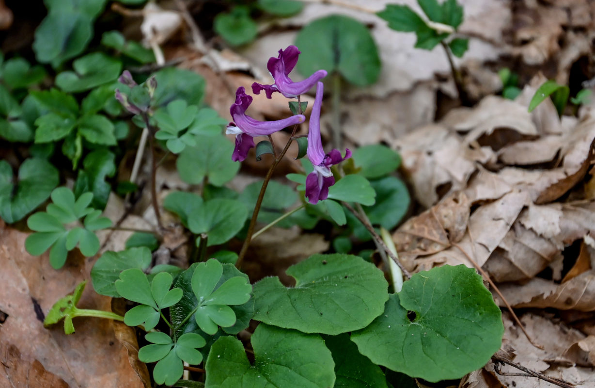 Image of Corydalis caucasica specimen.