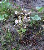 Petasites radiatus