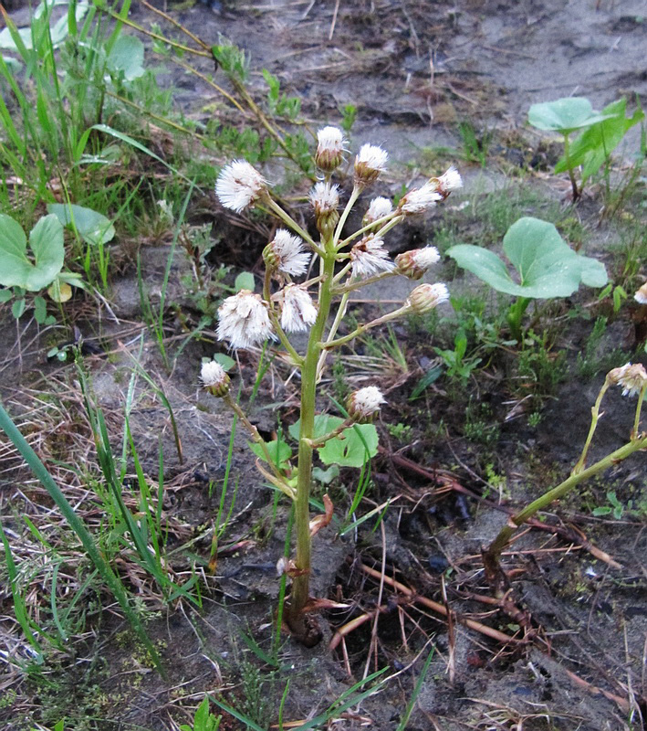 Изображение особи Petasites radiatus.