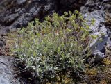 Schivereckia podolica