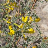 Caragana grandiflora
