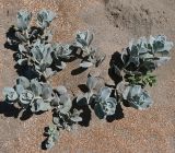View full-size image Convolvulus persicus
