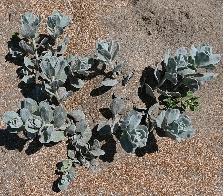 Image of Convolvulus persicus specimen.