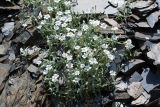 Cerastium dagestanicum