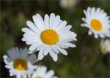 Leucanthemum vulgare