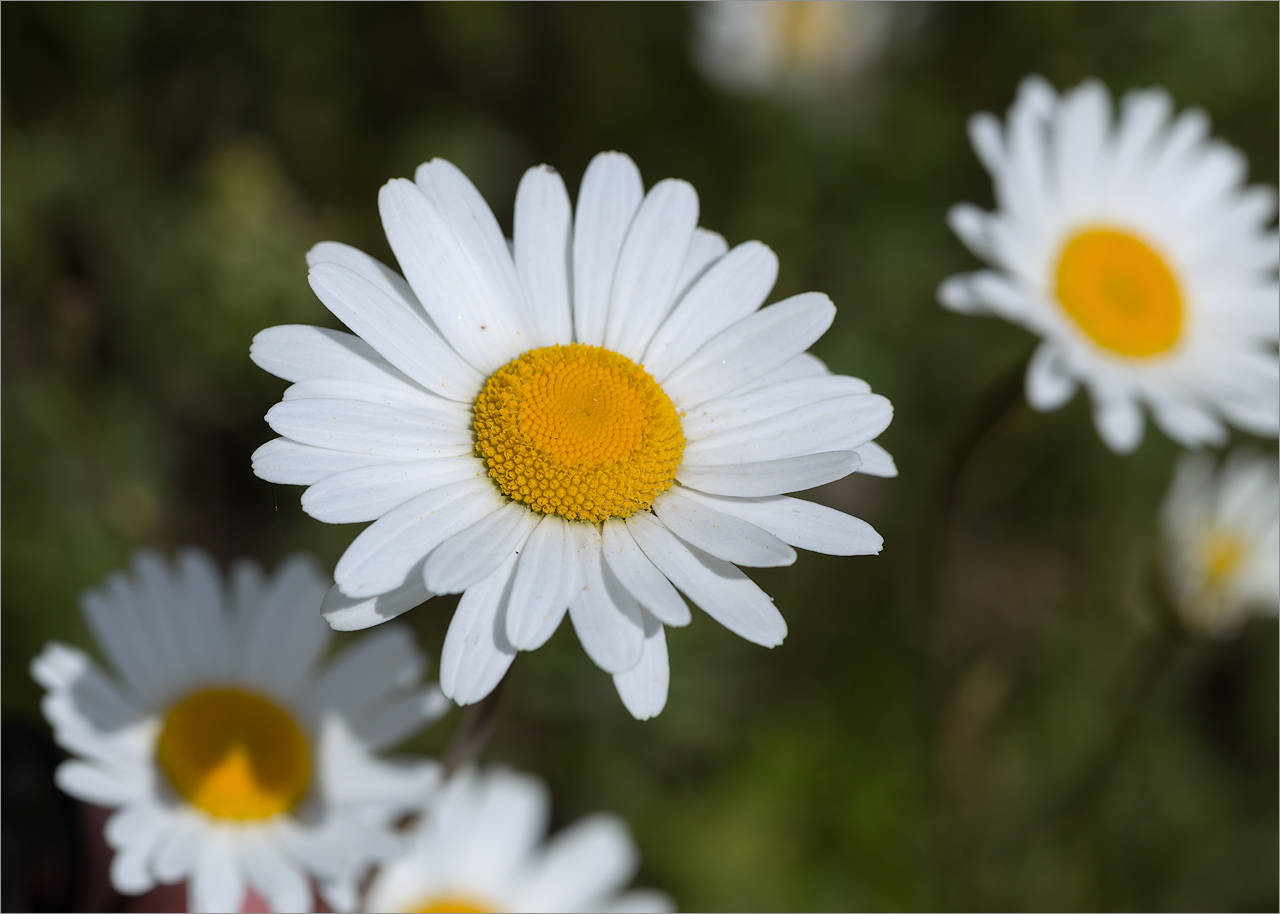 Image of Leucanthemum ircutianum specimen.
