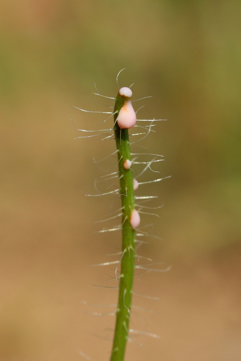 Image of Papaver rhoeas specimen.