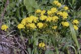 семейство Brassicaceae