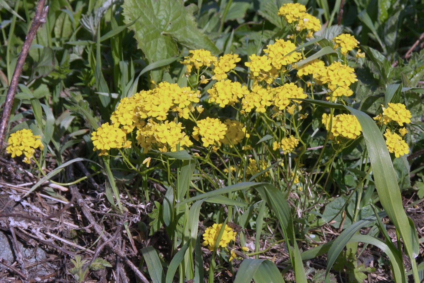 Image of familia Brassicaceae specimen.