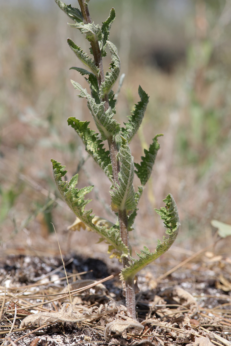Image of genus Verbascum specimen.