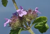Clinopodium chinense