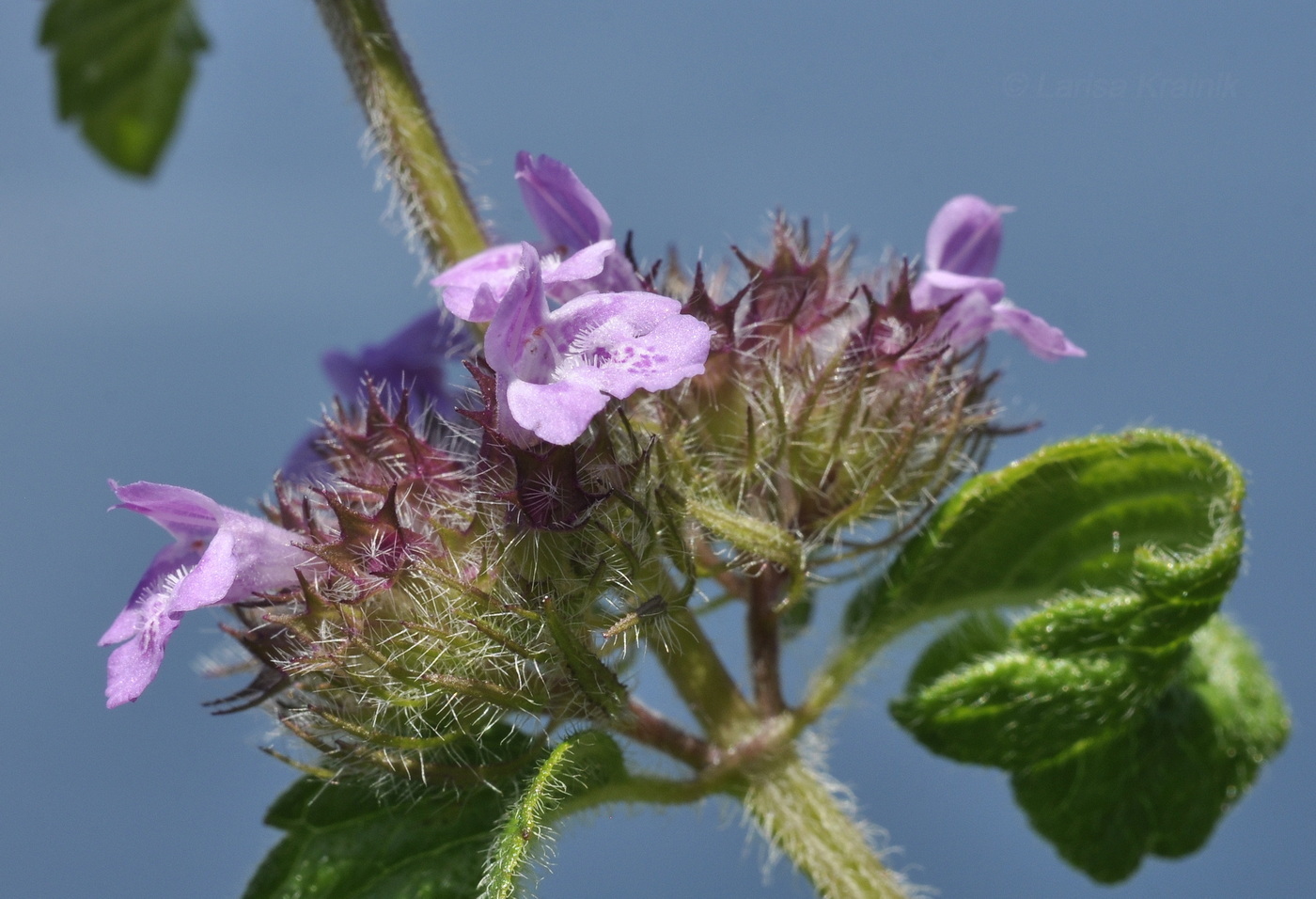 Image of Clinopodium chinense specimen.