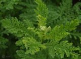Pyrethrum balsamita