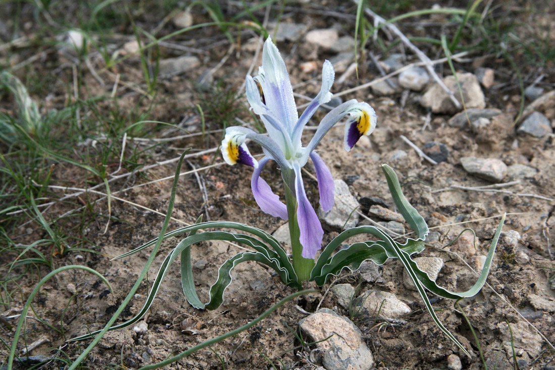 Image of Juno narbutii specimen.