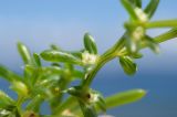 Salsola komarovii. Часть побега с плодом. Приморский край, ЗАТО Фокино, окр. пос. Путятин; о-в Путятина, восточное побережье, бух. 2я-5я, каменистая береговая полоса. 12.08.2025.