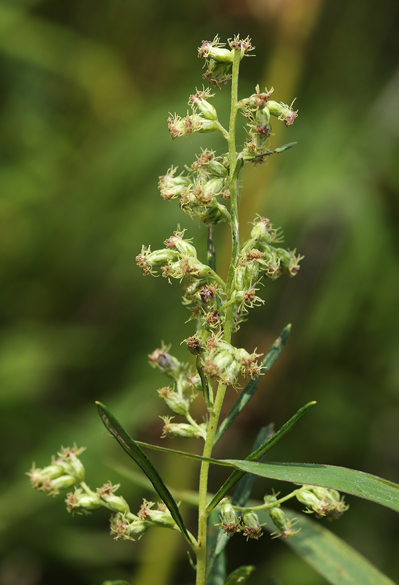 Изображение особи Artemisia stenophylla.