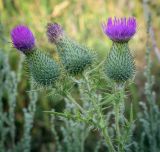 Cirsium vulgare. Верхушка побега с соцветиями. Татарстан, Агрызский р-н, с. Красный Бор, разнотравный луг. 05.08.2025.