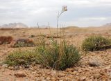 Gypsophila rupestris. Цветущее и вегетирующие растения (вторичное цветение). Казахстан, Карагандинская обл., Актогайский р-н, 63 км ССЗ г. Балхаш; Центральноказахстанский мелкосопочник, гранитный сопочный массив (батолит) Бектауата, пологонаклонный цоколь батолита, панцирь из плоских гранитных плит с участками дресвы между ними и по трещинам; группировка пустынно-степных петрофитов на дресве. 08.09.2025.