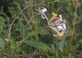 Lonicera periclymenum