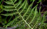Athyrium filix-femina