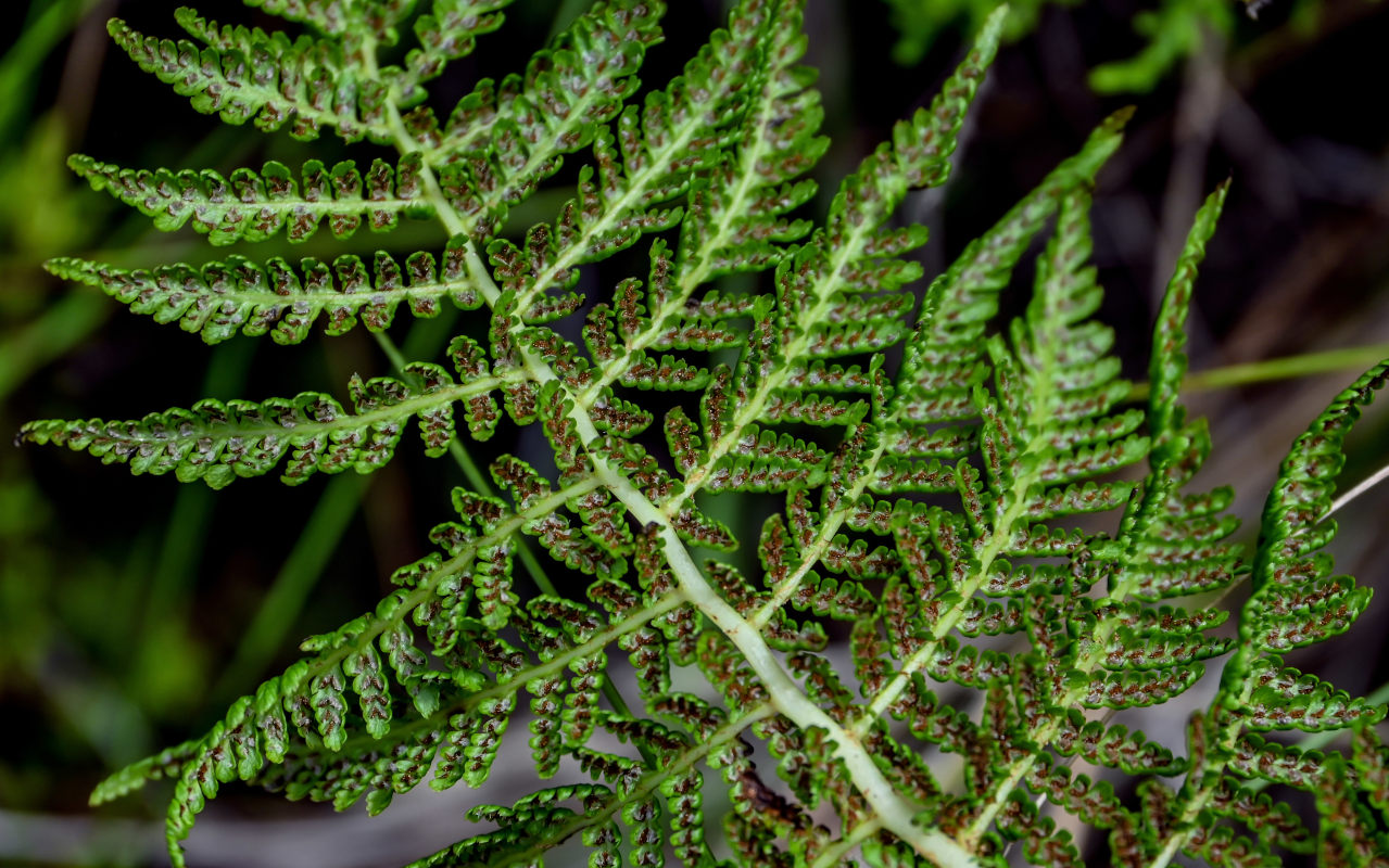 Изображение особи Athyrium filix-femina.